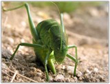 Koník gigant, kladie vajíčka do rozpálenej zeme.