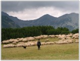 Obrovské stádo oviec predierajúce sa cez kosodrevinu. 