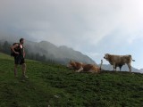 všade sa pasú slovinské rohaté, tieto momentálne oddychujú