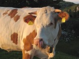 a krava obdivujúca západ slnka