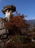 Fungo di Albaredo, Rovereto, Vallagarina