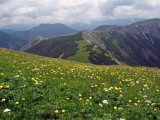 Hochschwabské lúky sú vďaka vápencovému podložiu hotovou botanickou záhradou.