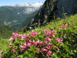 Rododendrony nad Gossausee